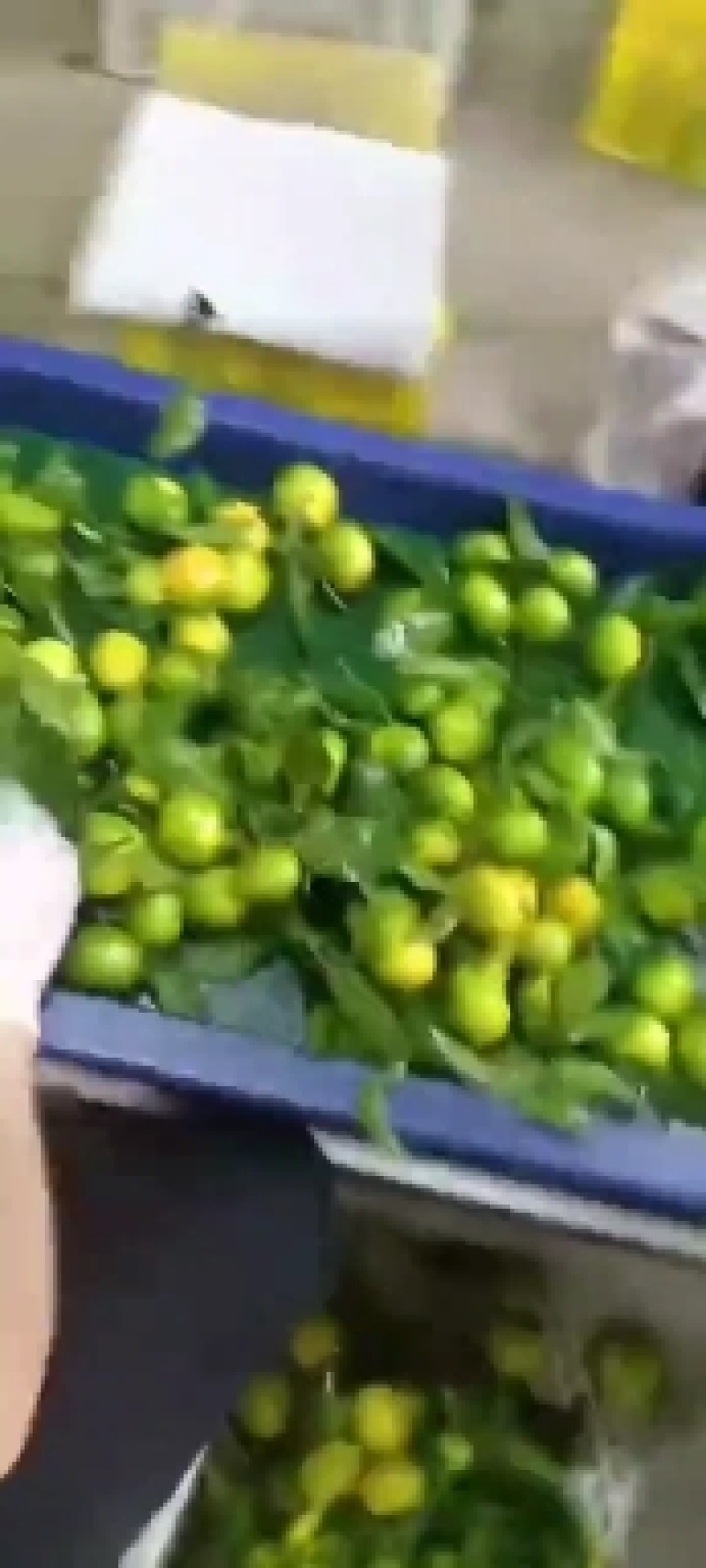 蜜橘，产地货源，量大从优，价格随行就市，可视频看货