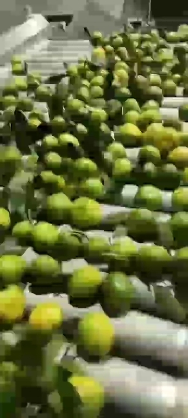 蜜橘，产地货源，量大从优，价格随行就市，可视频看货