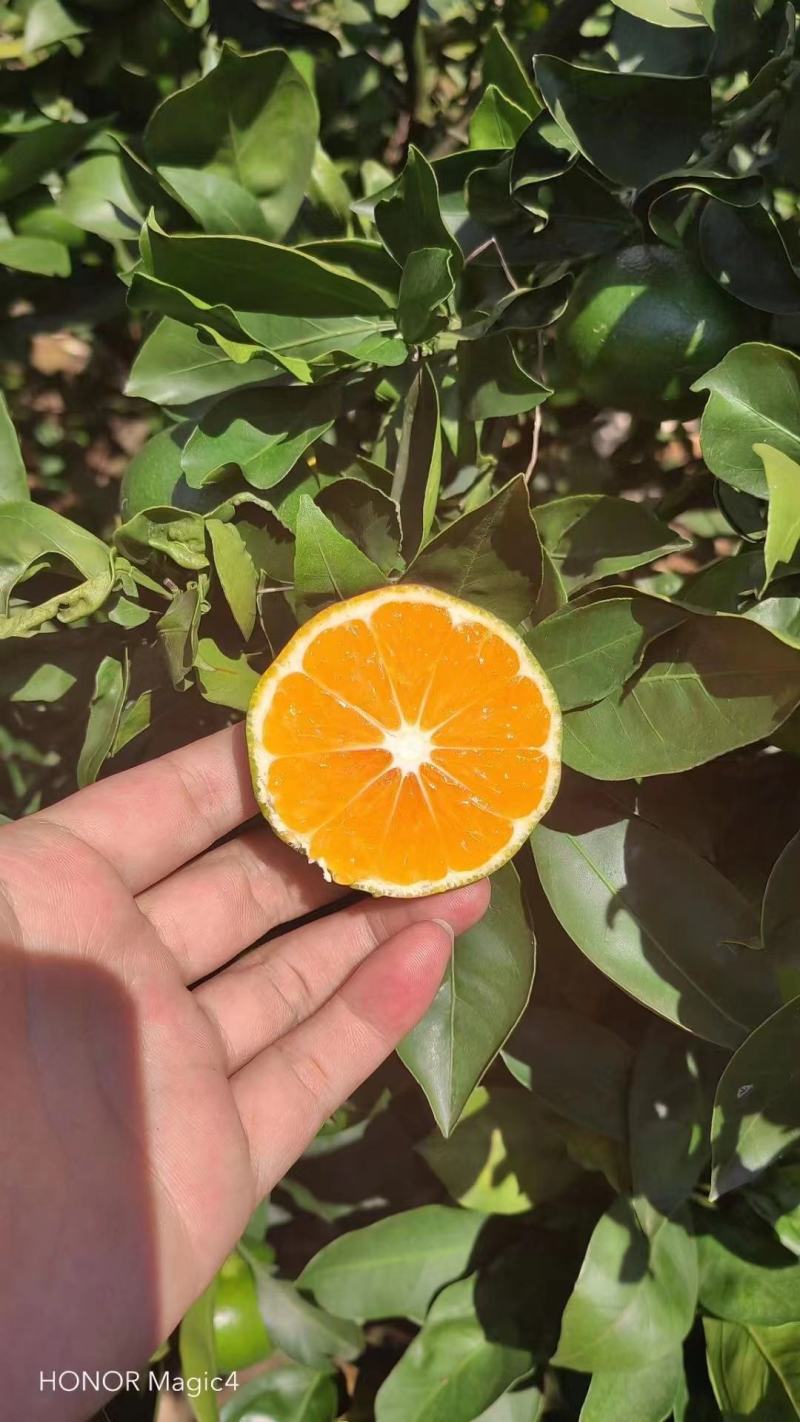 蜜橘，产地货源，量大从优，价格随行就市，可视频看货