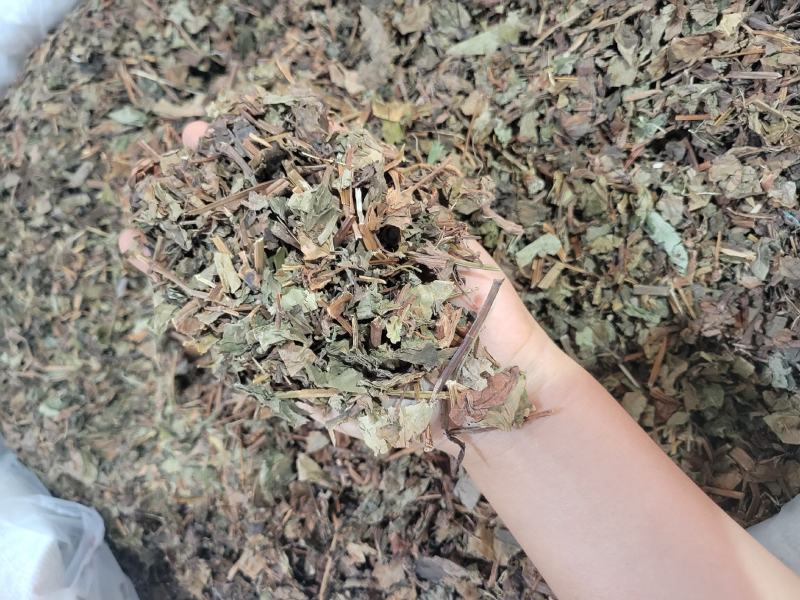 鱼腥草产地四川一件代发代磨粉中药材批发