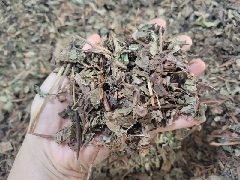 鱼腥草产地四川一件代发代磨粉中药材批发