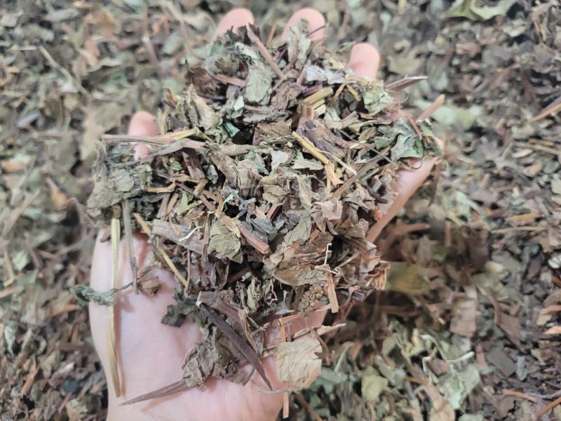 鱼腥草产地四川一件代发代磨粉中药材批发