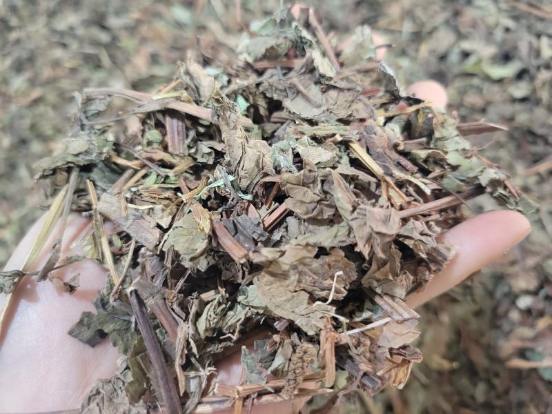 鱼腥草产地四川一件代发代磨粉中药材批发