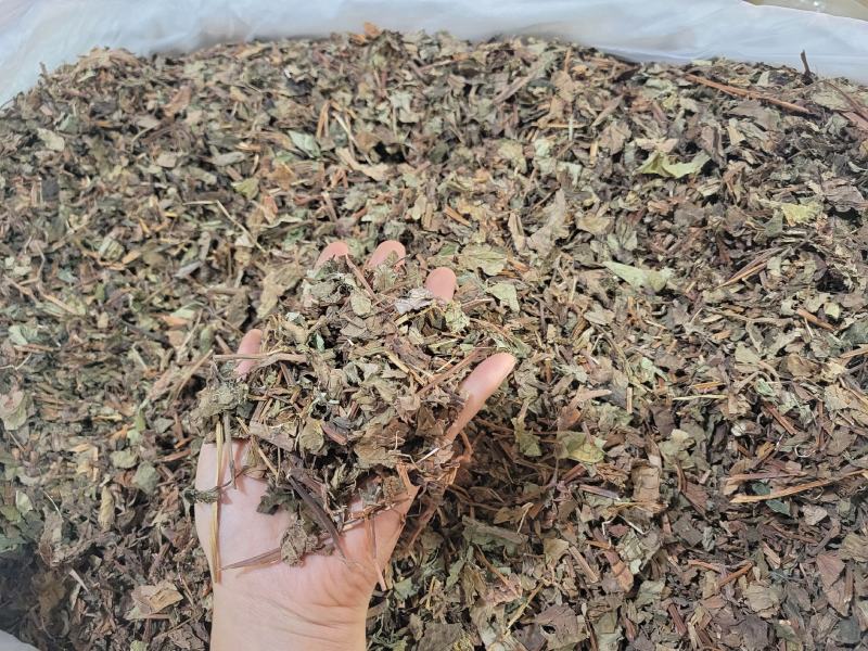 鱼腥草产地四川一件代发代磨粉中药材批发