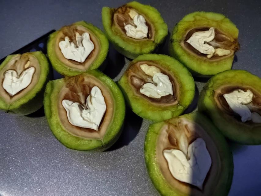 一颗完整的青皮核桃,表皮为鲜绿色,略带绒毛,部分表皮已有自然裂纹,显示内部果壳开始形成;背景为乡村果园土壤环境,旁边摆放一把剪刀和一双戴着橡胶手套的手正在剥离青皮 青皮核桃外观特写