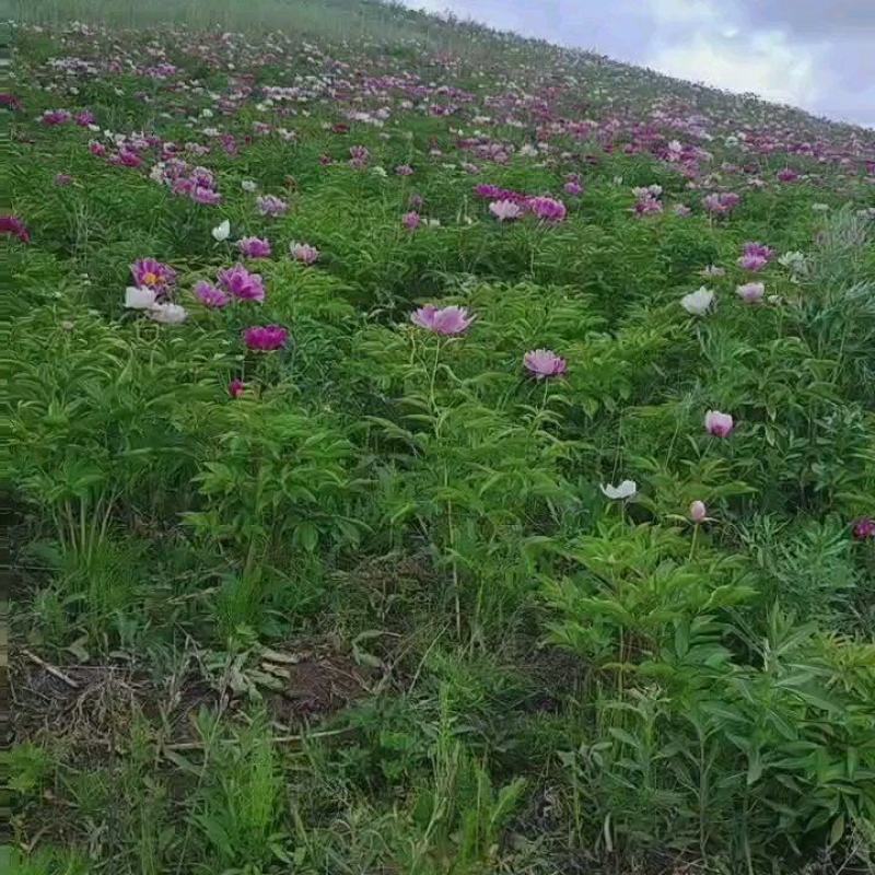 预售东北粉花芍药含量高检测5.5自家种植基地需要大货的来