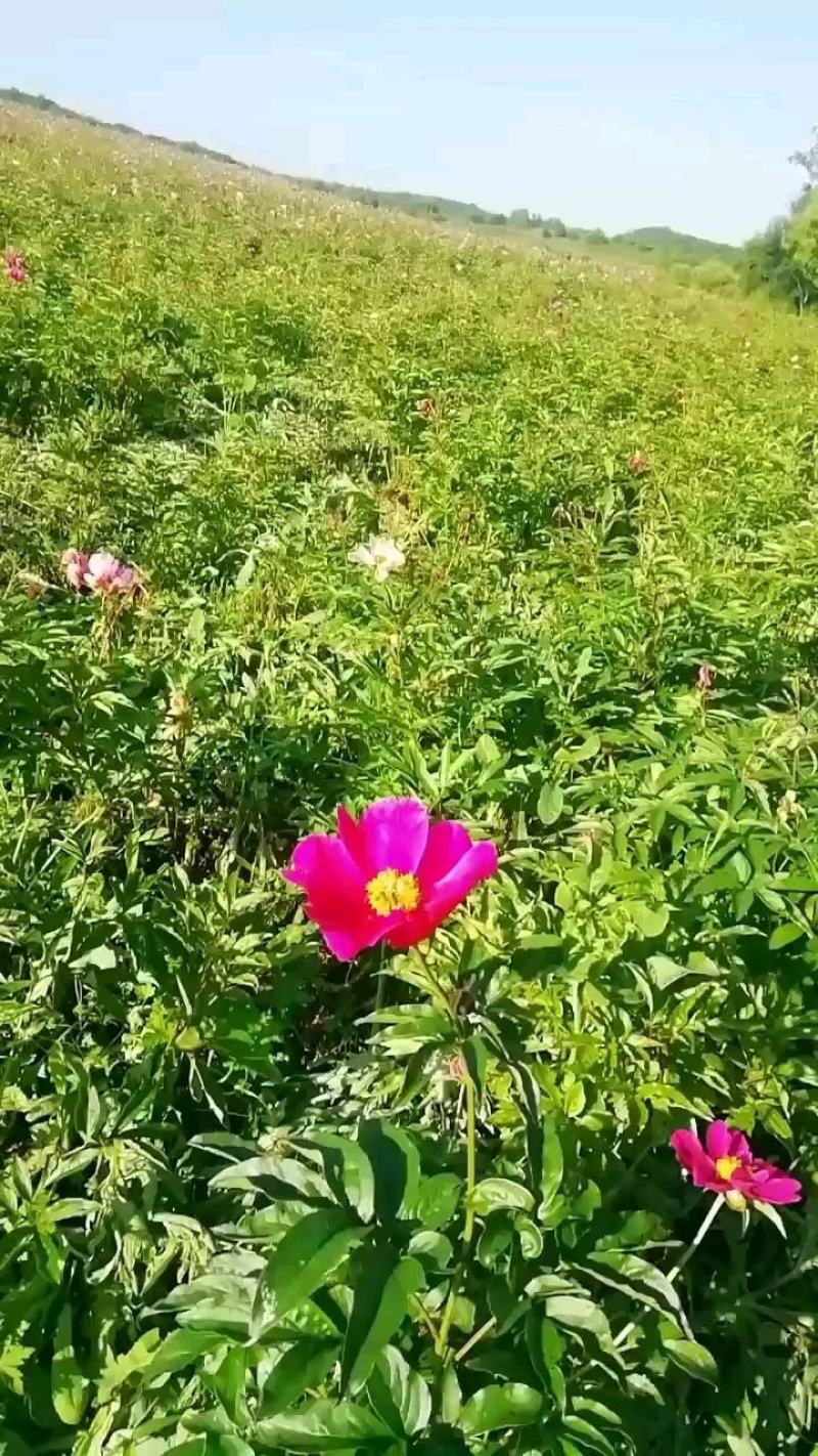 预售东北粉花芍药含量高检测5.5自家种植基地需要大货的来