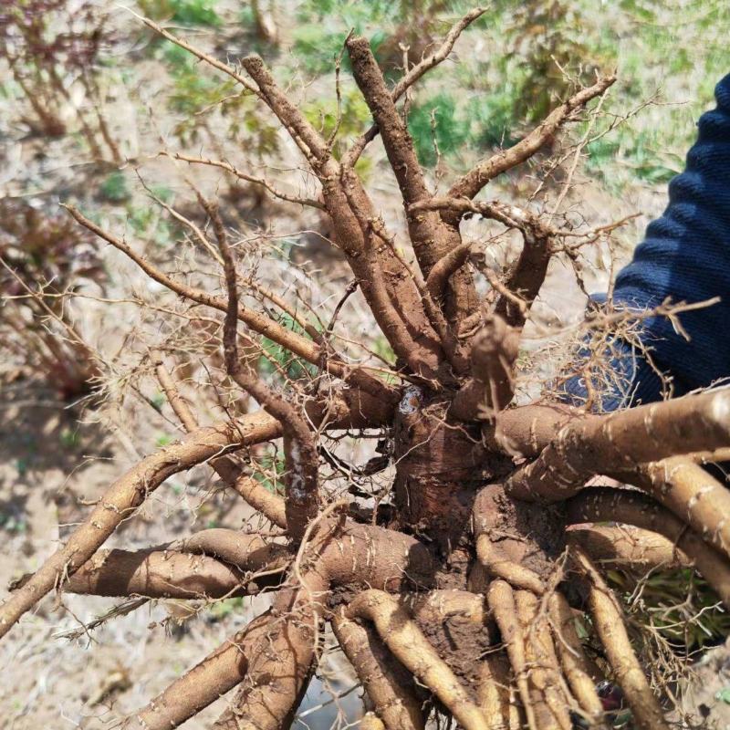 预售东北粉花芍药含量高检测5.5自家种植基地需要大货的来