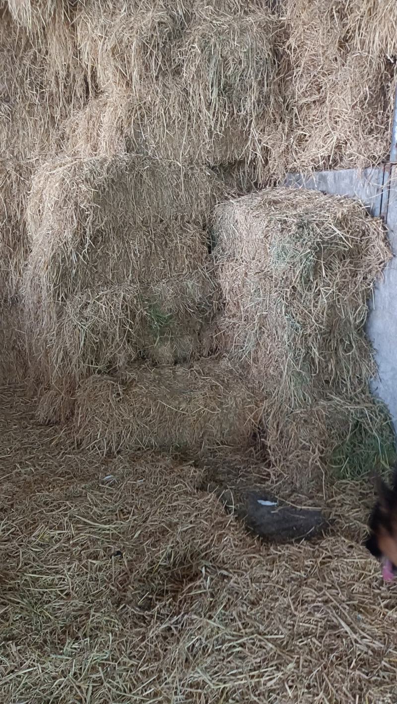 稻草，适合饲养牛羊马