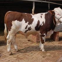 西门塔尔五头牛犊出售坐标广西贺州钟山