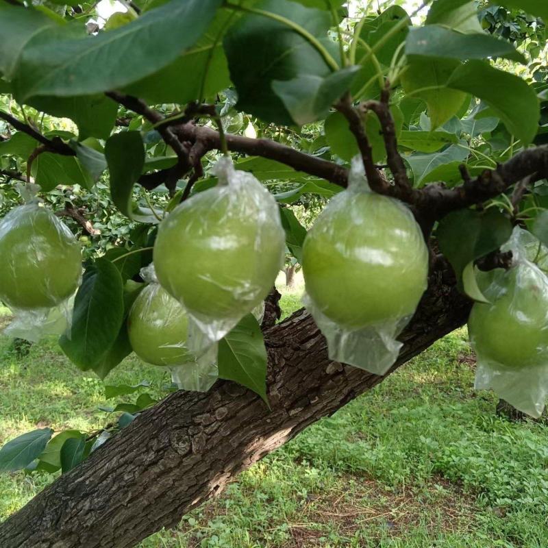 膜袋鸭梨纸袋水晶梨大量上市了需要的老板联系我