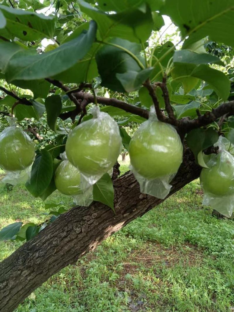 膜袋鸭梨纸袋水晶梨大量上市了需要的老板联系我