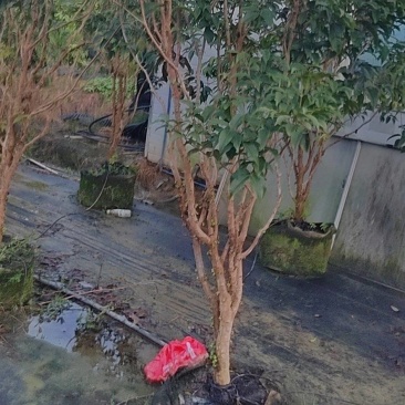 四季艾斯卡嘉宝果树