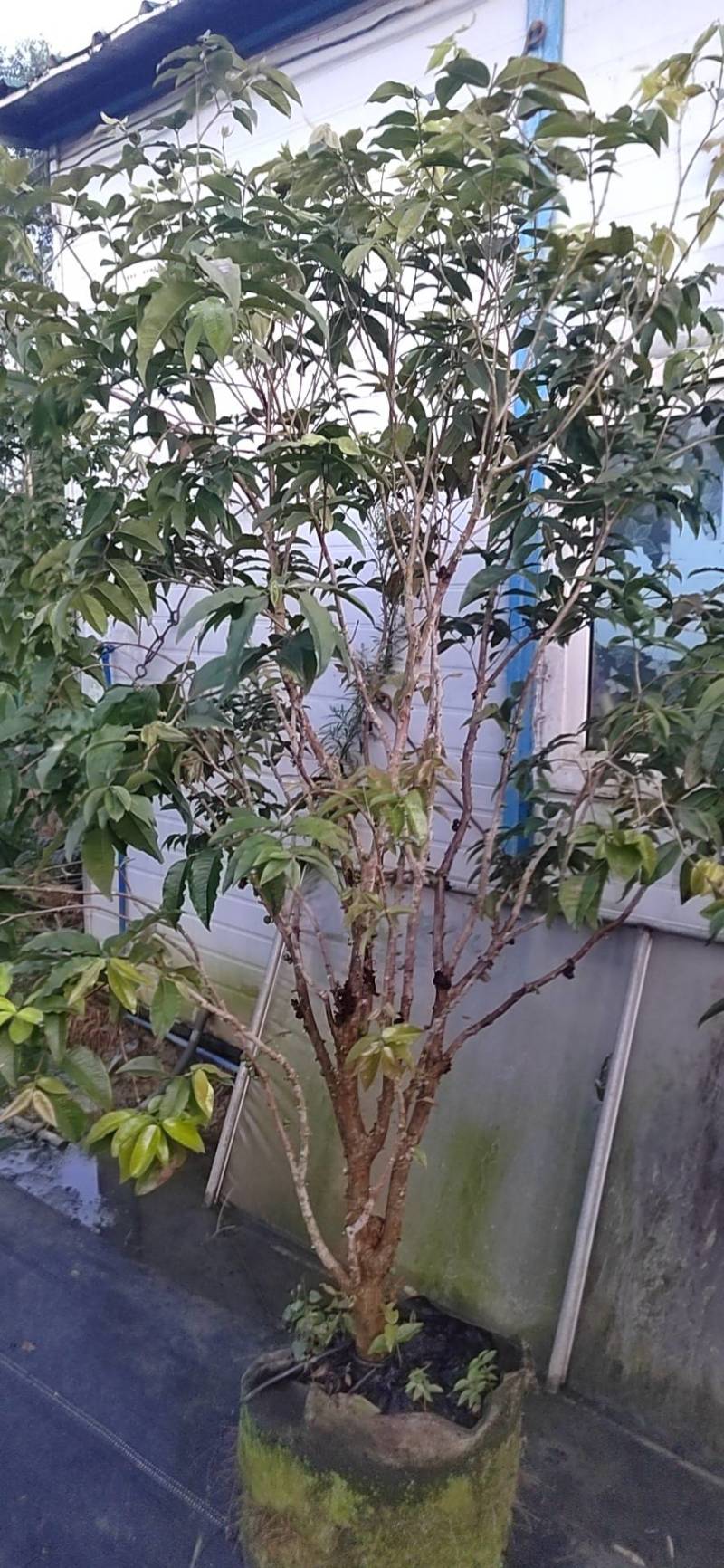 四季艾斯卡嘉宝果树