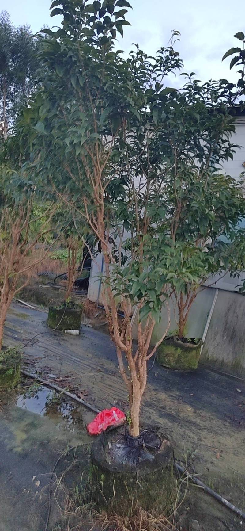四季艾斯卡嘉宝果树