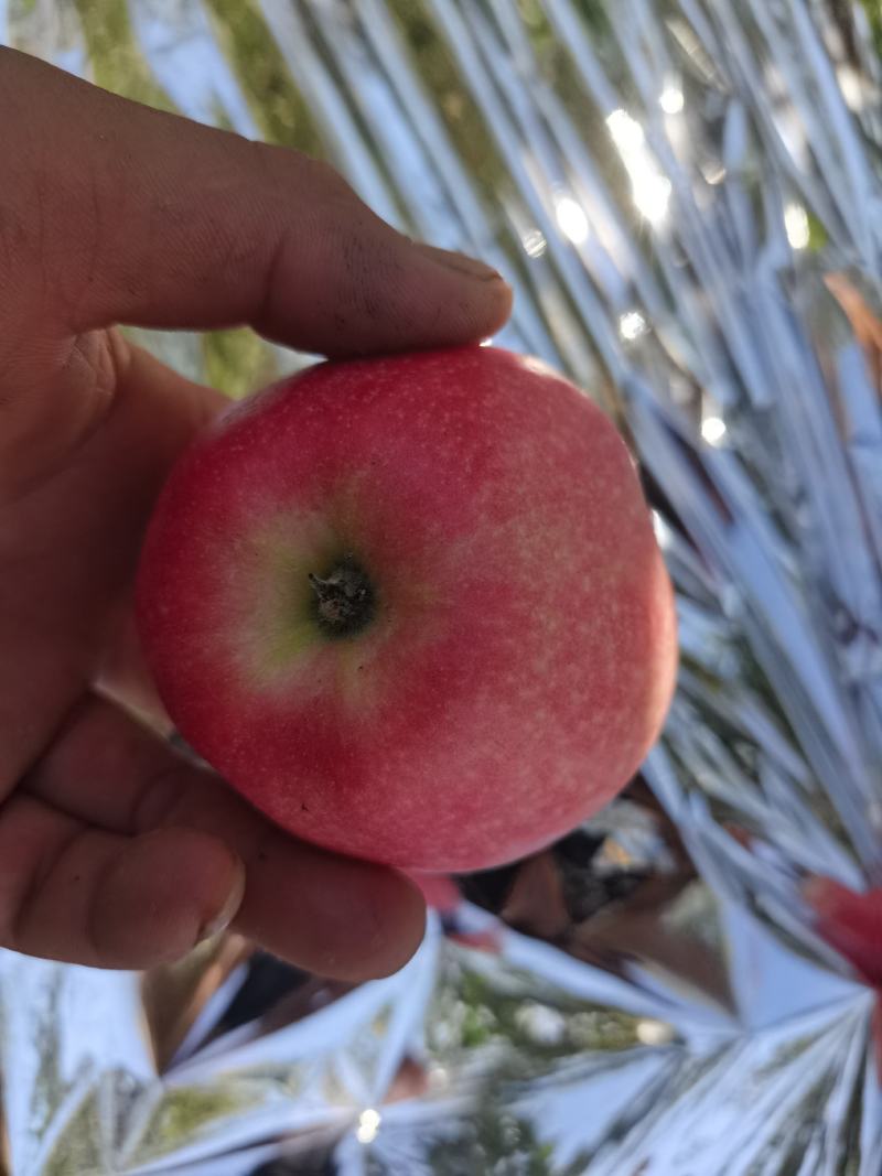 全红嘎啦先到先得
