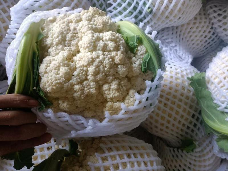 四川自贡千苗有机花菜上市产地直发一手货源质量保证