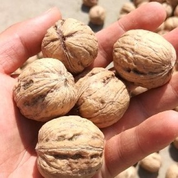 去皮鲜核桃，电商供应产地直发。支持各大平台。
