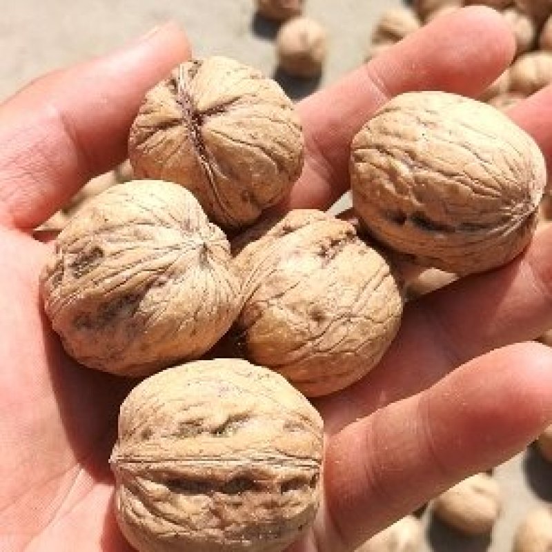 去皮鲜核桃，电商供应产地直发。支持各大平台。