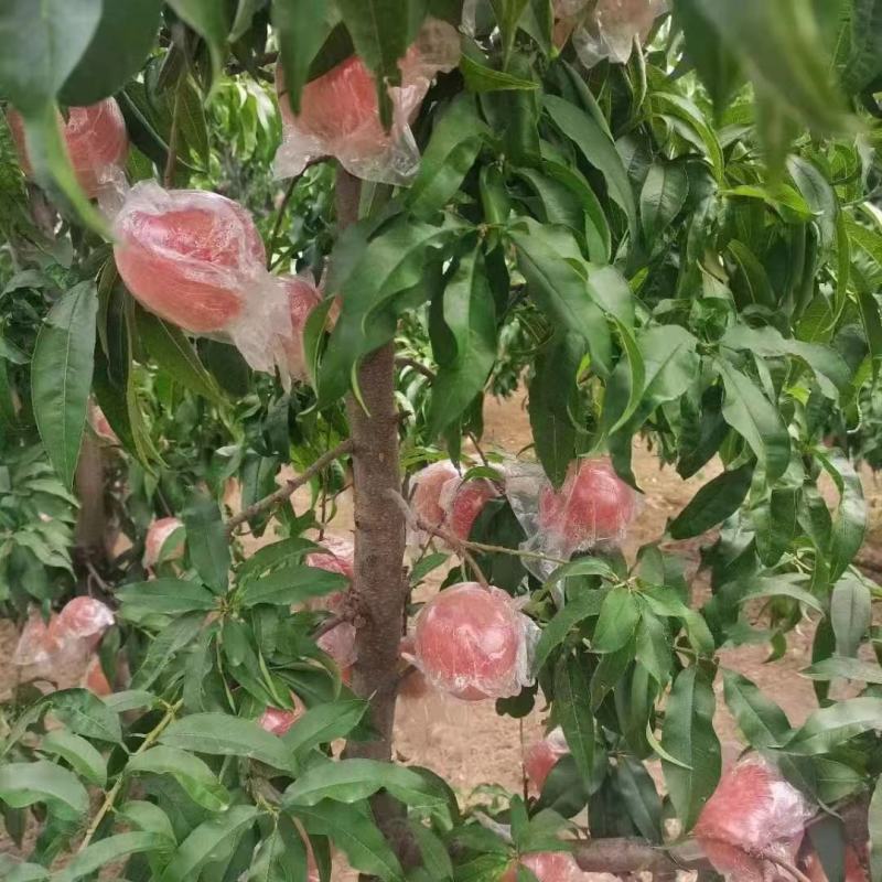 精选毛桃，产地直供，质量好价格低，全国发货