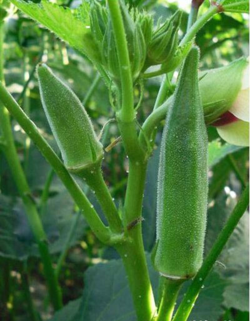 水果二号黄秋葵种子基地高产水果秋葵羊角豆种子春夏季播四季