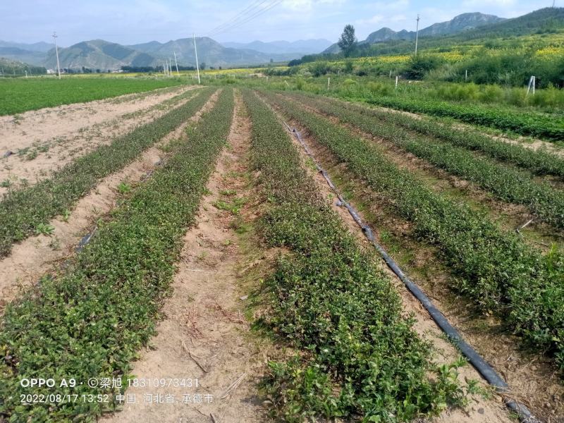 苍术苗承德隆化朱砂点北苍术一年，二年苗