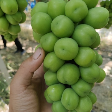 阳光玫瑰葡萄，量大，自家果园无其他费用，300亩果园，口