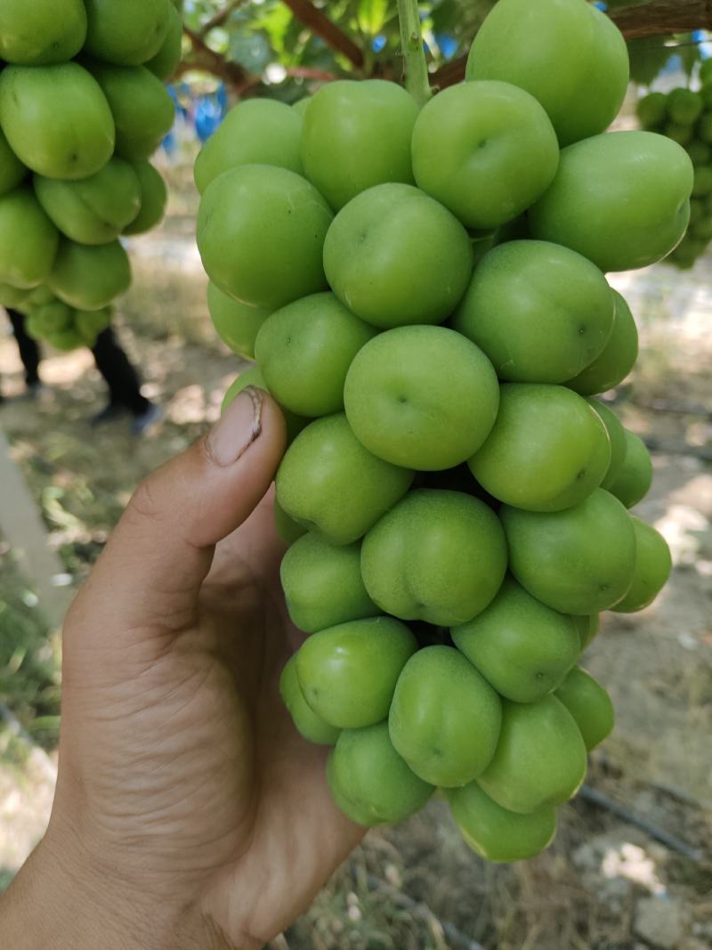阳光玫瑰葡萄，量大，自家果园无其他费用，300亩果园，口