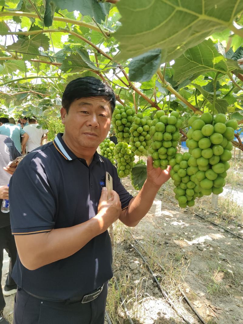 阳光玫瑰葡萄精品阳光玫瑰葡萄口感纯正，自家果园，中间无其