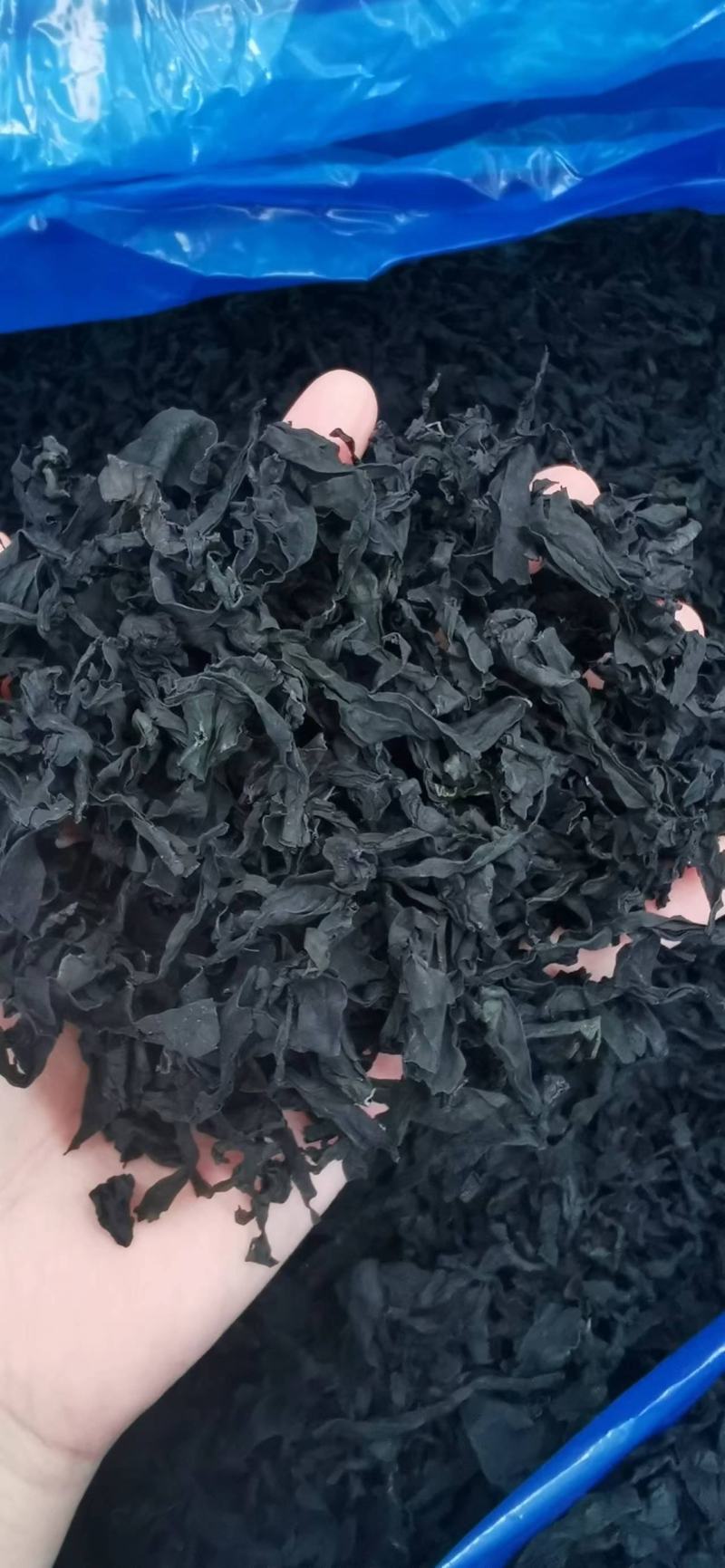 淡干裙带菜螺旋藻厂家现货十成干质量保证常年供货