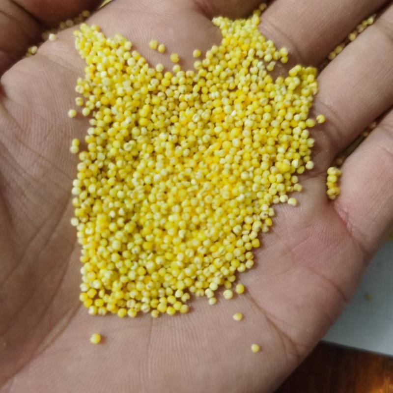 小米，黄小米，无抛光胚芽小米