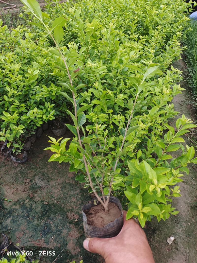 金叶女贞，有小杯，大杯分支多，冠幅大，量大从优