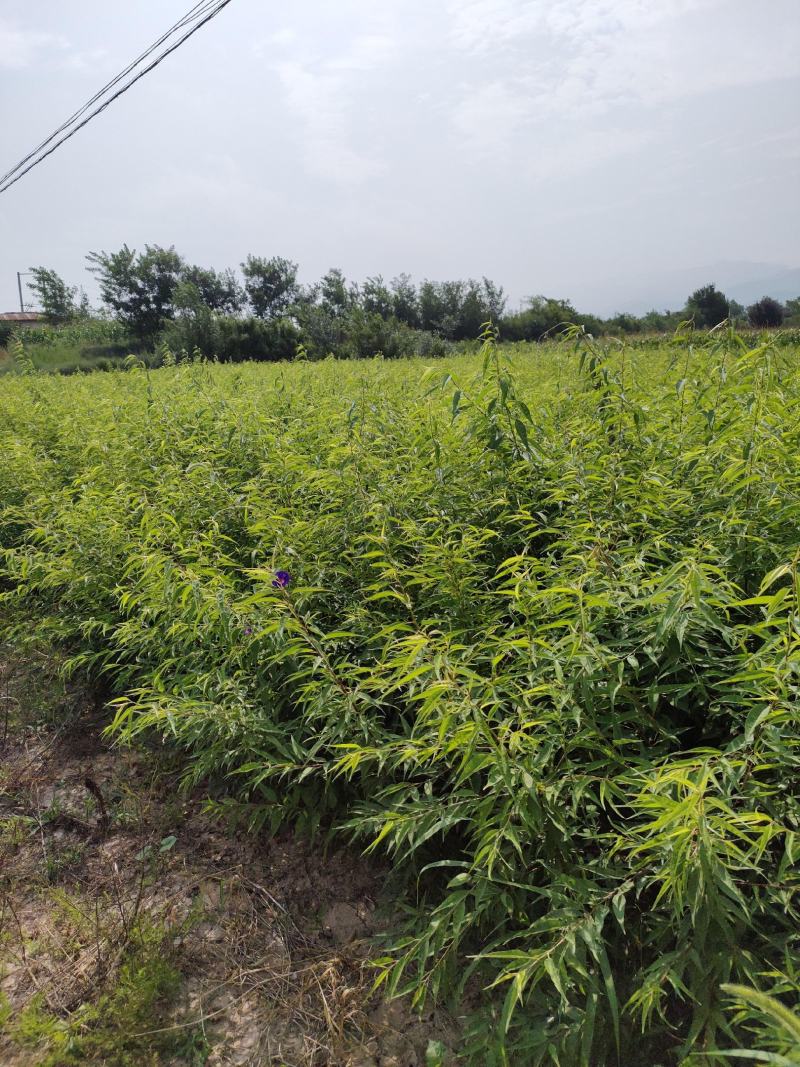 山桃苗，桃树苗，珍珠枣油桃苗