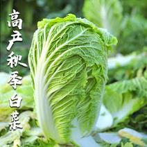 小义和秋白菜种子秋季播种秋天山东胶东大白菜种籽高产抗病蔬