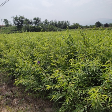 山桃苗，桃树苗，珍珠枣油桃苗