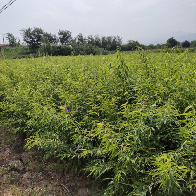 山桃苗，桃树苗，珍珠枣油桃苗