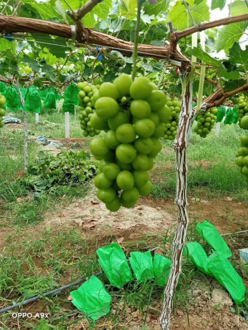 阳光玫瑰陕西阳光玫瑰大荔葡萄产地直发品质保证
