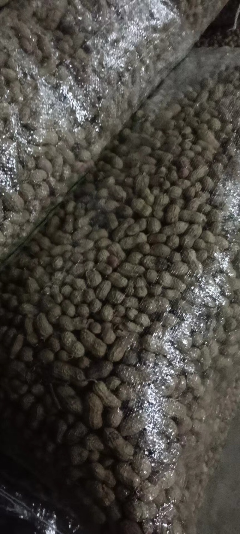 广西桂林花生大量上市产地直发品质保证货源来电咨询订购