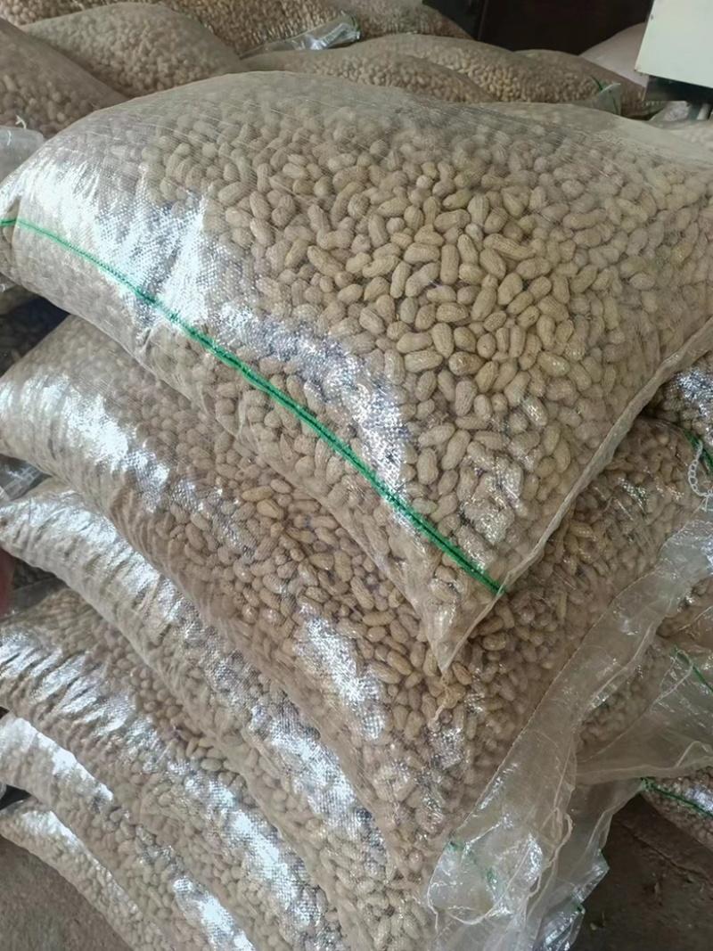 广西桂林花生大量上市产地直发品质保证货源来电咨询订购
