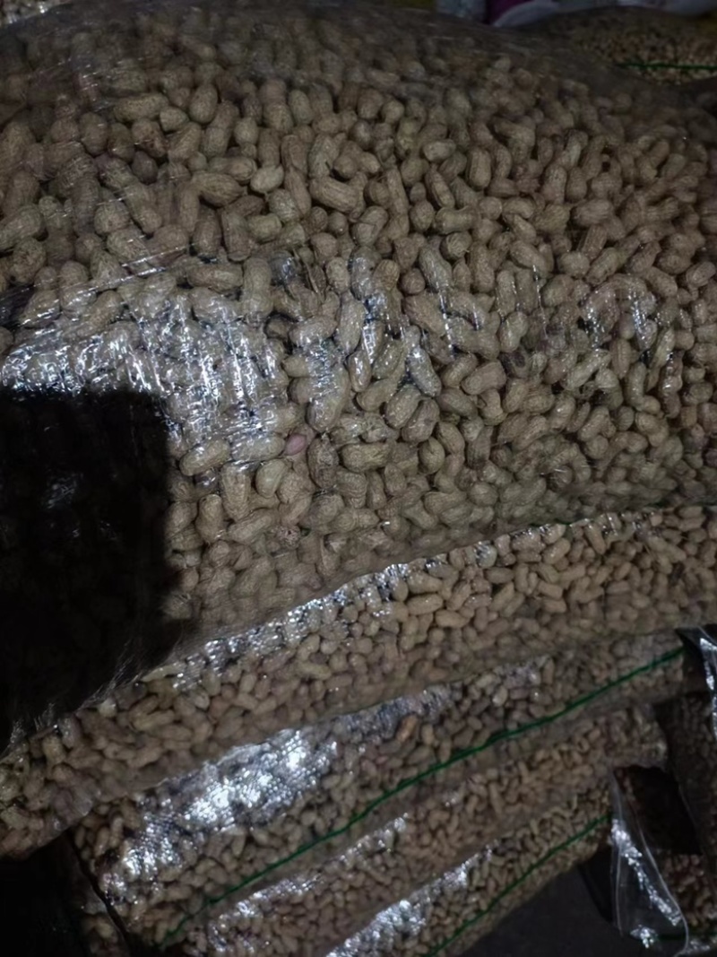 广西桂林花生大量上市产地直发品质保证货源来电咨询订购