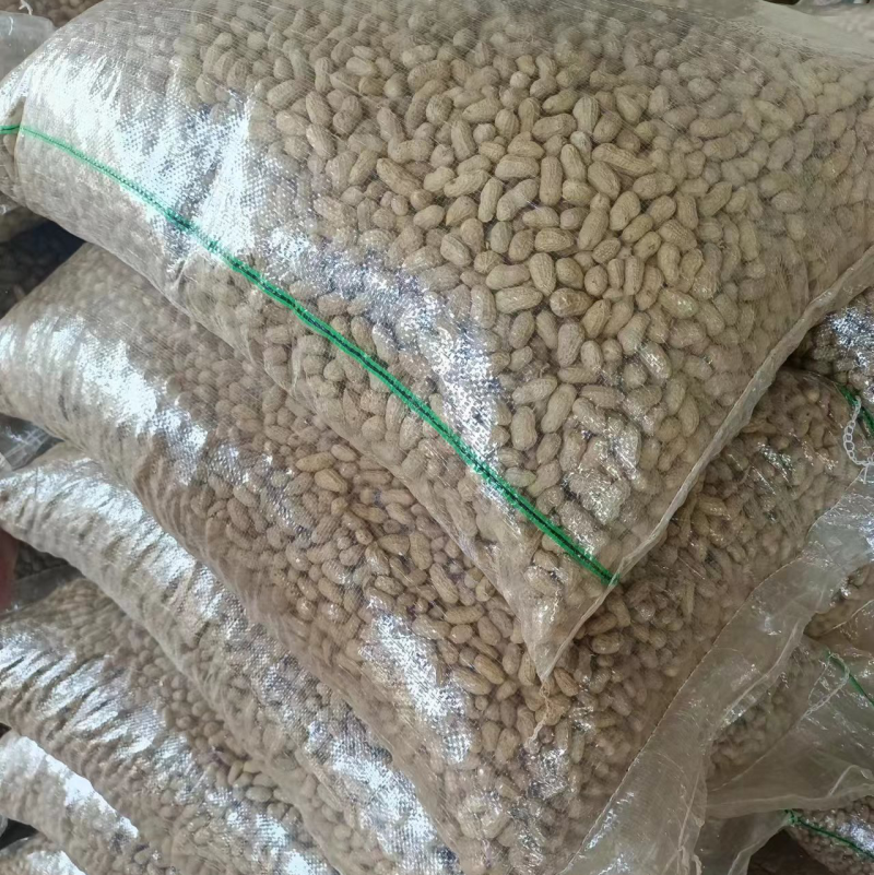 广西桂林花生大量上市产地直发品质保证货源来电咨询订购