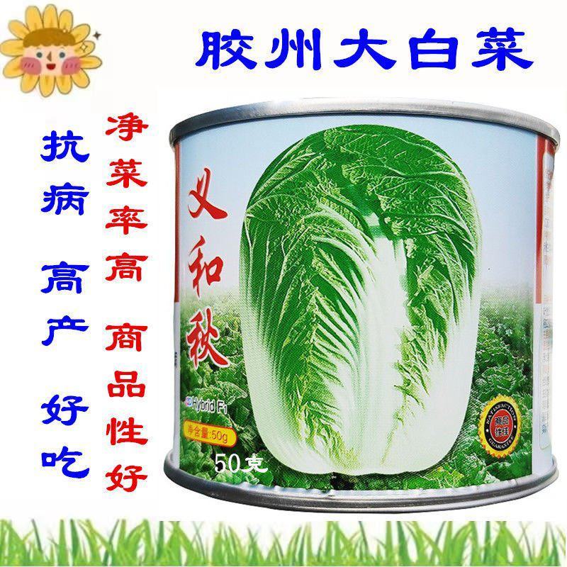 义和秋大白菜种子8085天黄芽菜种籽山东杂交大棵型秋1