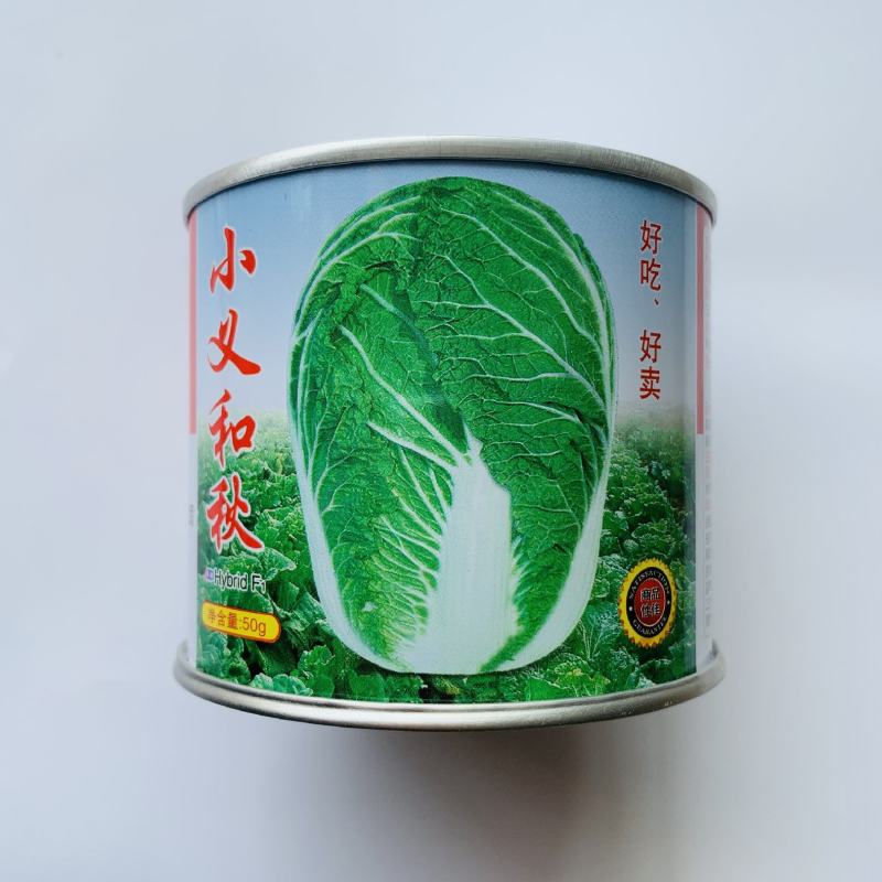 义和秋大白菜种子8085天黄芽菜种籽山东杂交大棵型秋1