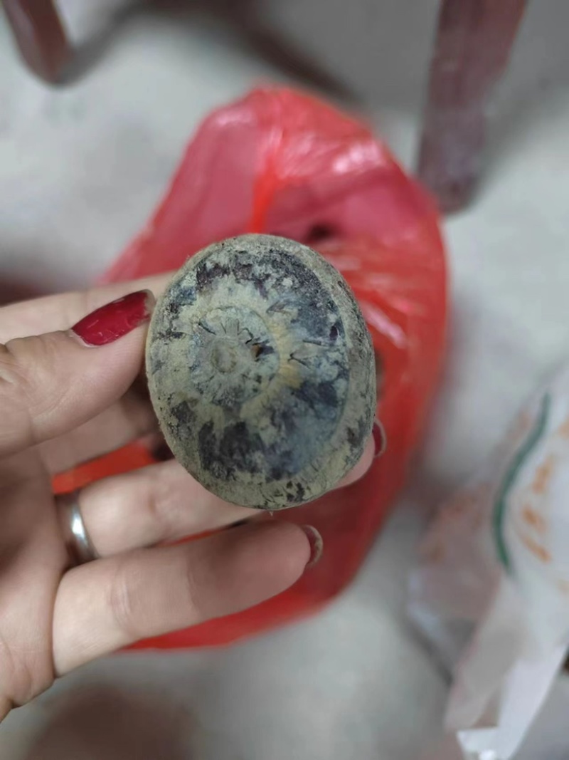 广西桂林恭城马蹄产地直发量大优惠欢迎光临