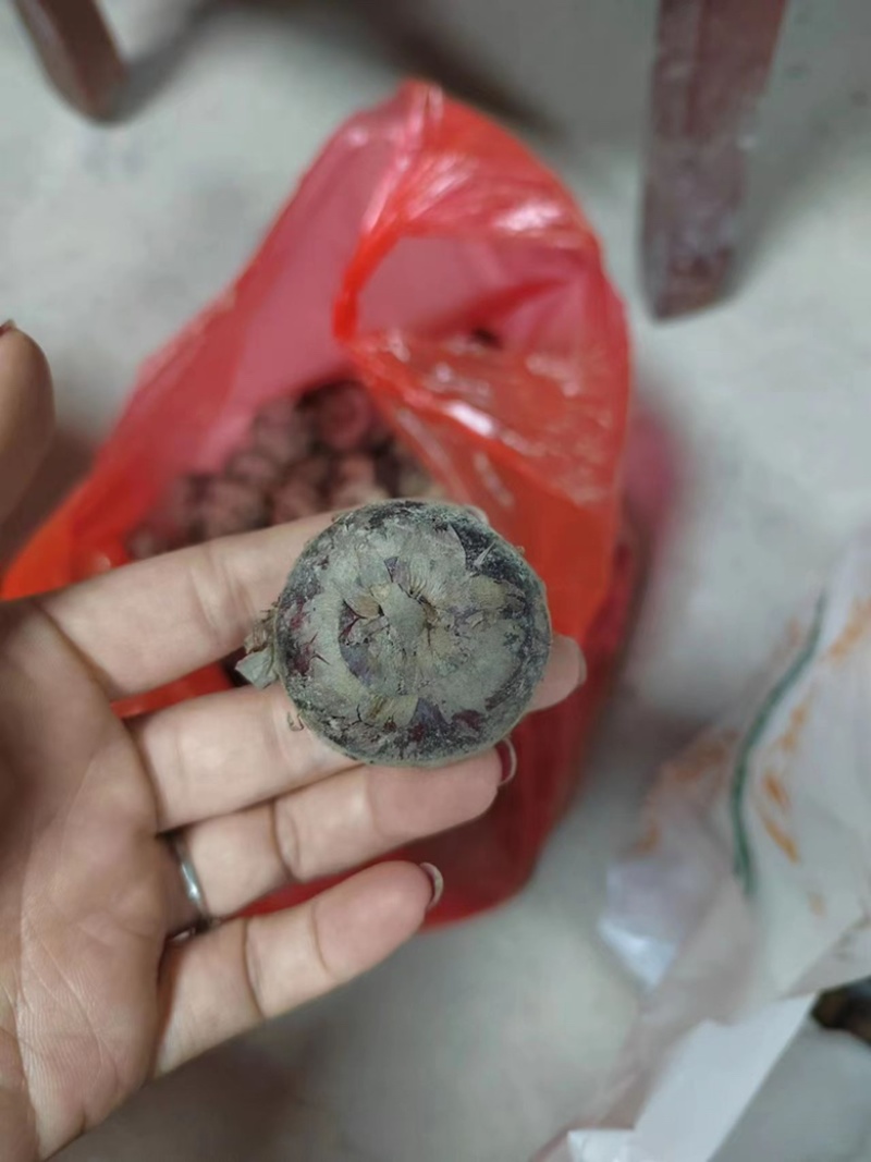 广西桂林恭城马蹄产地直发量大优惠欢迎光临