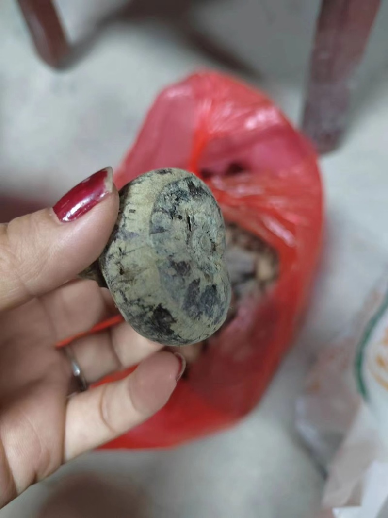广西桂林恭城马蹄产地直发量大优惠欢迎光临