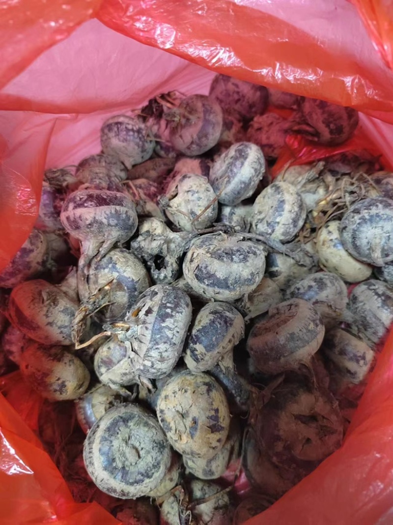 广西桂林恭城马蹄产地直发量大优惠欢迎光临