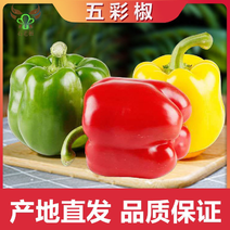 【推荐】精品五彩甜椒常年供应品质保证欢迎全国客户订购