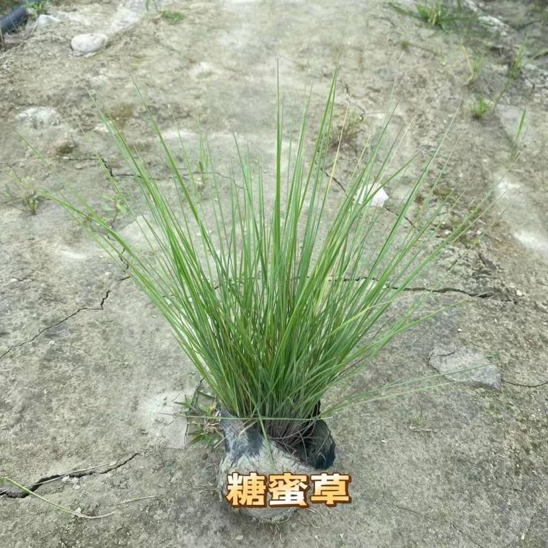 糖蜜草