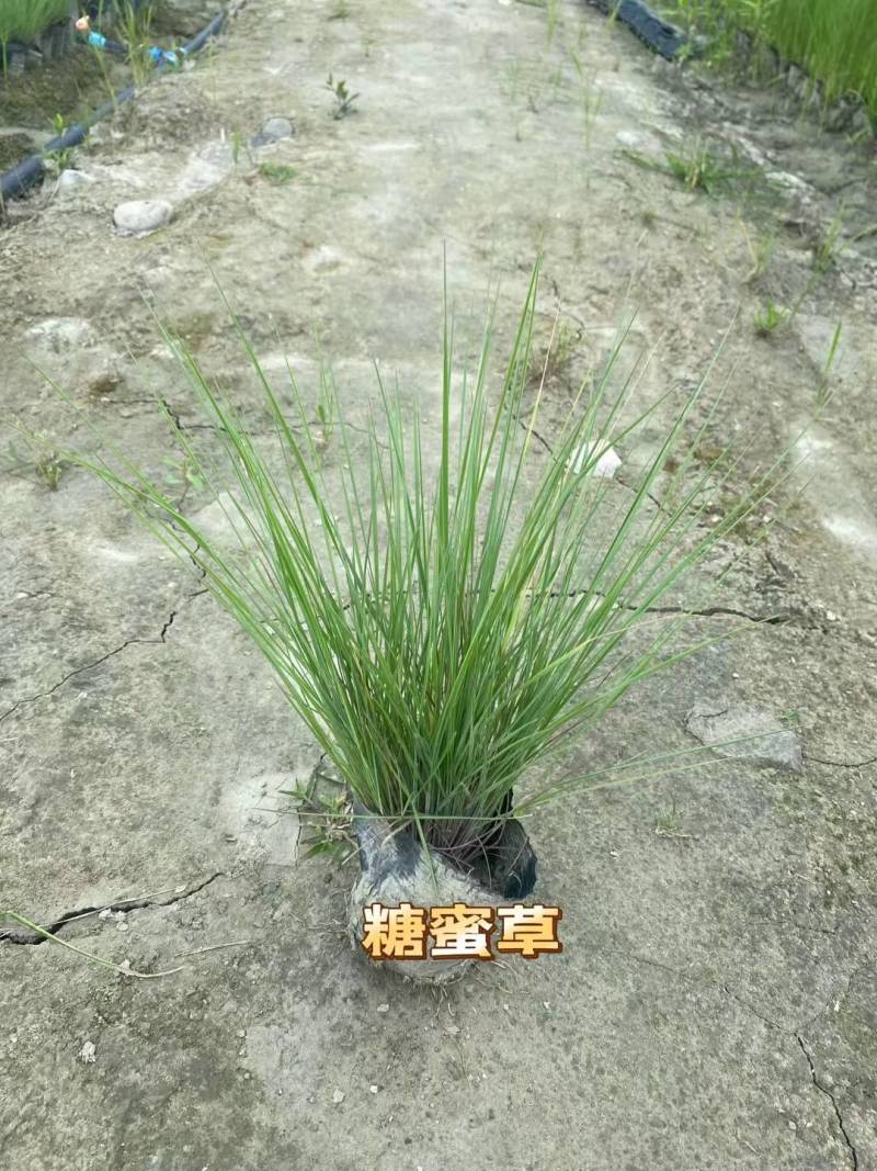 糖蜜草